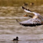 UP’s Shekha Jheel joins Ramsar List, India nears milestone of 100 sites