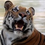 Could it have too many tigers? Why Madhya Pradesh is facing this question